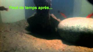 Macrochelys timminckii chasse ses poissons 1 [upl. by Hurlow]