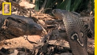 Cobra vs Monitor Lizard  National Geographic [upl. by Borchers]