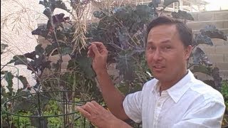 How to Save Rare Perennial Purple Tree Collard Seeds [upl. by Gatias]