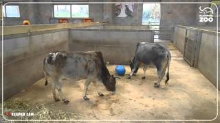 Animal Enrichment with Ribby Hall [upl. by Donavon249]