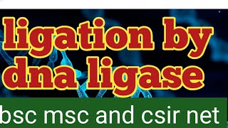 ligation process by dna ligase csir net [upl. by Aruat817]