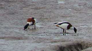 Shelduck Footage [upl. by Nicolai171]