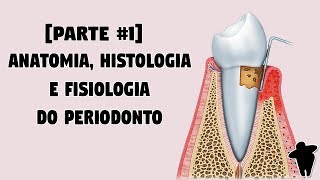 Dentista Estuda 2 PT 1 Anatomia Histologia e Fisiologia do Periodonto  Concursos Para Dentistas [upl. by Roddy588]