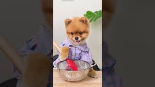 Why the failure is always coco😭 foryou chefcoco cute dogsoftiktok lifehack cookwithcoco [upl. by Edrock698]