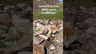 SPEEDGOAT snowbird  Utah 3400 msnm  50 km trail running [upl. by Quin940]