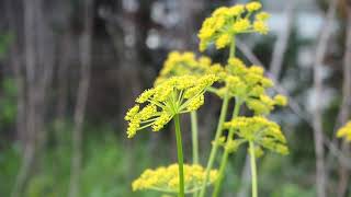 Plant Families 7b Apiaceae lab [upl. by Chin745]