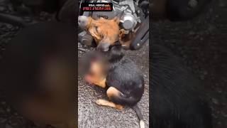 இரு சக்கர வேகத்தடை கம்பியில் சிக்கிய நாய் 😰😰😰😰 Rescue dog 🐕🐕🐕🐕 [upl. by Nosyaj]