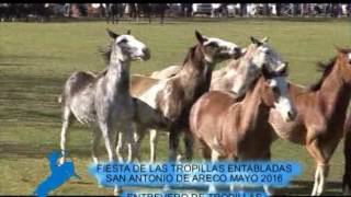 Entrevero de Tropillas en la Fiesta de las Tropillas entabladas San Antonio de Areco 2016 [upl. by Aicatan]