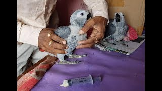 Birds Parrots Chicks Hand Feeding Tips and Hand Feeding formula [upl. by Aeneg]