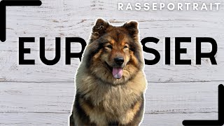 Eurasier  Urspung Charakter amp Haltung [upl. by Aisor776]