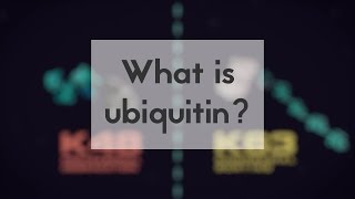 What is ubiquitin [upl. by Khai503]