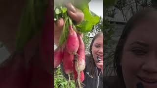 Growing amp Harvesting Radishes [upl. by Pressey902]