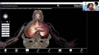 Repaso de las principales arterias y venas 3D [upl. by Ardnak]