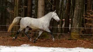 Conversano Allegra  Lipizzan Stallion [upl. by Aidil]