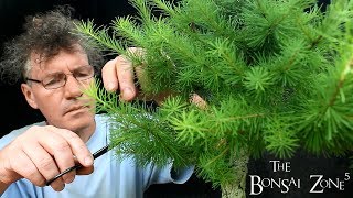 My Show Trees for this Year Part 2 The Bonsai Zone July 2018 [upl. by Juanne815]