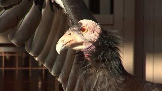 21 Endangered California Condors Die From Avian Flu [upl. by Dnaloy]