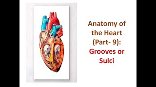 Anatomy of the Heart Part 9 Grooves or Sulci [upl. by Godbeare981]