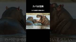 カバは危険 カバ 危険な動物 野生動物 動物の生態 自然の驚異 動物の知識 ずんだもん VOICEVOX ショート動画 動物好き アフリカ VOICEVOXずんだもん [upl. by Yecac]