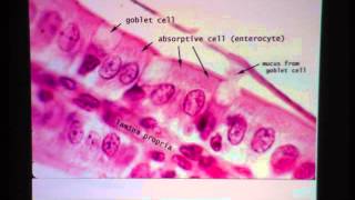 Simple Columnar Epithelium [upl. by Talley]