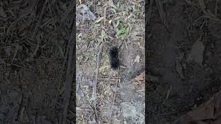 Black Woolly Worm Sign Of Bad Weather [upl. by Valeria]