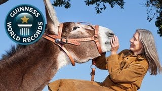 Worlds Tallest Donkey  Guinness World Records  Guinness World Records [upl. by Ikilisav]