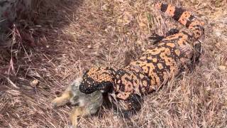 Gila Monster Eating Rabbitm4v [upl. by Quiteria767]