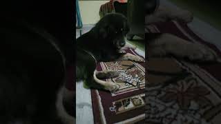 dog doglover funny shorts shortvideos viralshorts [upl. by Gnilrets223]