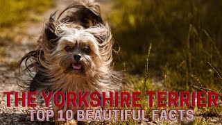 The Yorkshire Terrier 🐕  Top 10 beautiful facts [upl. by Yoho205]