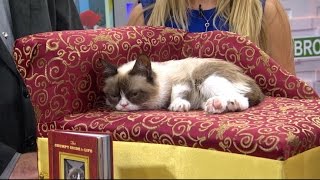 Tard the Grumpy Cat Celebrates Guide to Life With Search for Grumpytown USA [upl. by Yeh]