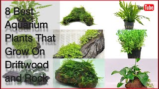 8 Best Aquarium Plants That Grow On Driftwood and Rock [upl. by Iver81]