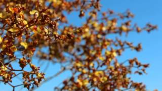 Cigar Orchid Blooming in the Everglades [upl. by Doble]