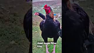 Aseel mugar fither 👑 king [upl. by Gosnell897]