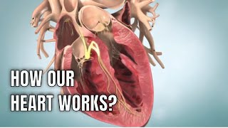 Anatomy amp physiology of Human heart 3D medical animation [upl. by Ahsilram]