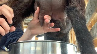 How to Milk a Goat  Nigerian Dwarf Goats [upl. by Nerti]