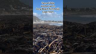 Tons of Kelp washed up on Long Beach Kommetjie Cape Town [upl. by Jansen]