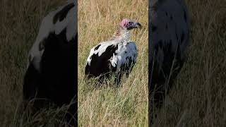 Super Rare Leucistic Lappetfaced Vulture Wildlife  ShortsAfrica [upl. by Atoiganap131]