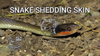 A wild snake shedding its skin amazing snake behavior in nature [upl. by Sidon]