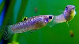 Poecilia caucana  The Cauca Molly Wild Type Livebearer ᴴᴰ [upl. by Acimot]