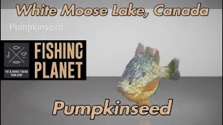 Fishing Planet Pumpkinseed White Moose Lake Canada [upl. by Enelehcim]