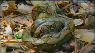 king cobraOphiophagus hannah vs reticulated pythonPython reticulatus [upl. by Sicard]