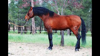 PRESELECTOSCOM YAD ALBARIÑO TOP QUALITY STALLION CONTRASTED BLOODLINES AVAILABLE FOR ANY RIDER [upl. by Ynnavoeg]