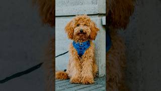 “He’s an angel to be honest” 😇 streetportraits dogphotography [upl. by Yatnwahs]