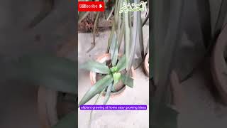 amazing video and amazing plants🌱 growing in roots and cutting at homenature love [upl. by Zaid]