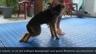 Hunde mit Lähmungen im Kynofit Physiotherapie für Hunde [upl. by Rogerio]