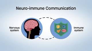 Nerve signaling explains spleen’s fast longdistance response to kidney infection [upl. by Maris620]