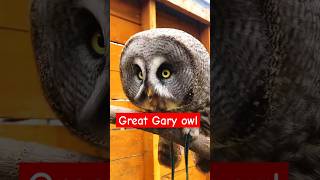 The Great amp giant Gray owl owl shortvideo shorts youtubeshorts [upl. by Bonis]