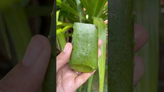 Aloes Vera is good for skinshorts aloevera [upl. by Hi]