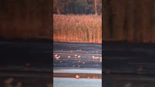 Ruddy Shelduck 17102024 Zygmunta Augusta Pond Poland [upl. by Eigriv]