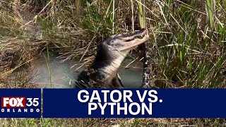 Alligator body slams chows down on massive python [upl. by Ahsain]