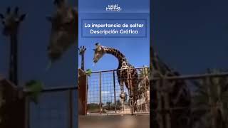 ¡La Jirafa Más Traviesa del Zoológico te enseña a dejar ir [upl. by Yehudit]